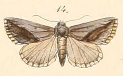 Pl.108-14-Eublemma squamilinea (Felder & Rogenhofer 1874).JPG