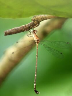 Platylestes platystylus female.jpg