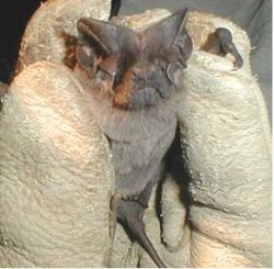 Pocketed free-tailed bat (Nyctinomops femorosaccus).jpg