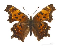 Polygonia faunus MHNT dos.jpg