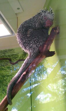 Prehensile-tailed porcupine.jpg