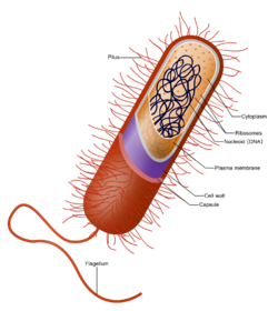 Prokaryote cell.svg