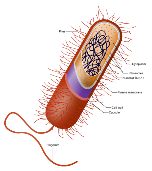 File:Prokaryote cell.svg