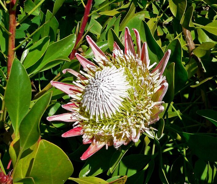 File:Protea cynaroides 1.jpg