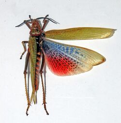 Pyrgomorphidae - Phymateus karschi.jpg