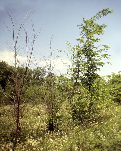 File:Results of artificial inoculation of Ophiostoma strains in elm cambium Arlington Experimantal Station Wisconsin 1987.06.14.jpg