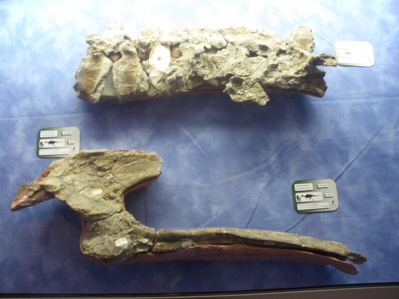 File:Rhabdodon pelvis and vertebrae.JPG