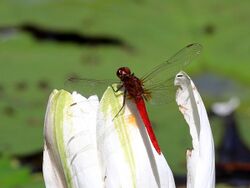 Rhodothemis lieftincki 8994.jpg