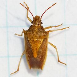 Rice Stink Bug (Oebalus pugnax).jpg