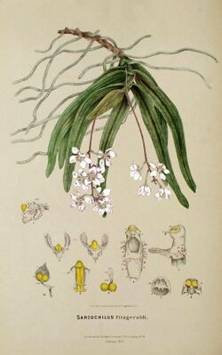 Sarcochilus fitzgeraldii - FitzGerald, Australian Orchids - vol. 1 pl. 19 (1882).jpg
