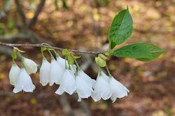 Silverbell Halesia tetraptera Flowers.JPG