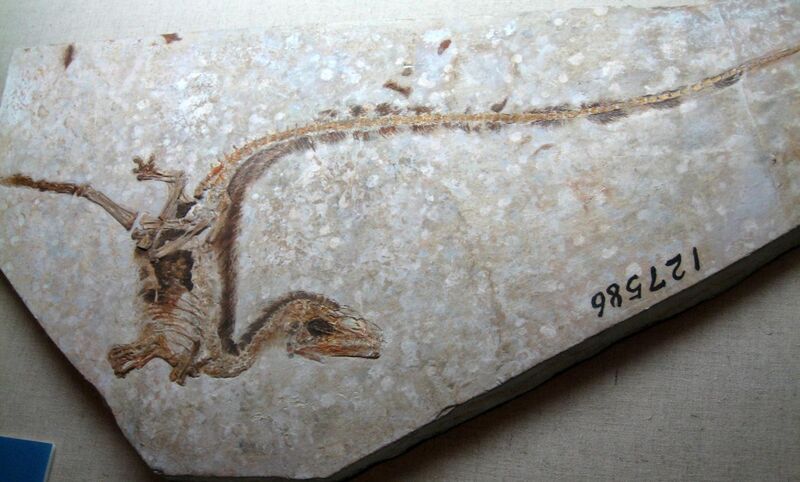File:Sinosauropteryxfossil.jpg