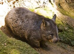 Southern Hairy-nosed Wombat.jpg