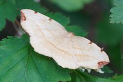 A light brown and dark brown moth sits atop some dark-green leaves.