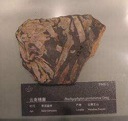 Stachyophyton-Geological Museum of China.jpg