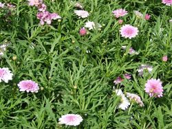 Starr 070906-8409 Argyranthemum frutescens.jpg