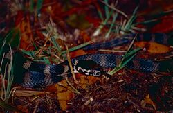 Stephen's Banded Snake (Hoplocephalus stephensii) (10559871275).jpg