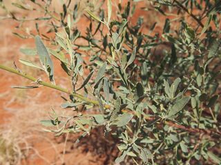 Stylobasium spathulatum foliage.jpg