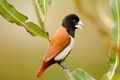 Tricoloured munia.jpg