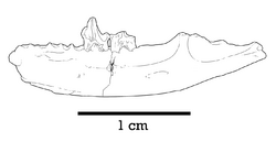 Tsagandelta Dentary.png