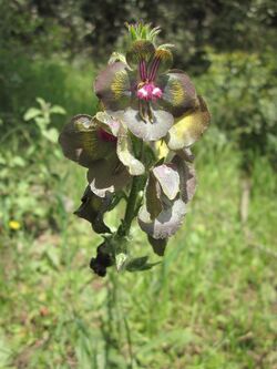 Verbascum bugulifolium 2.jpg