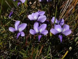 Viola decumbens Hangklip 03.jpg