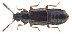 Xylostiba monilicornis (Gyllenhal, 1810) Syn.- Phloeonomus monilicornis (Gyllenhal, 1810) (19132903579).png