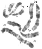 Yellow Fever Mosquito (Aedes aegypti) chromosomes.png