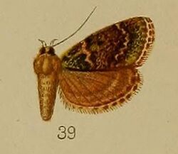 39-Lepidogma chlorophilalis Hampson, 1912.JPG