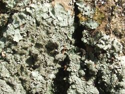 A lichen - Parmelia ernstiae - geograph.org.uk - 1213636.jpg