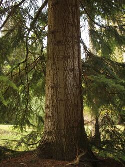 Abies nordmanniana bark and trunk.JPG