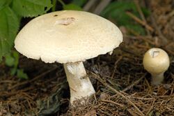 Agaricus spec. Lindsey 4.jpg