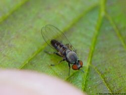 Agathomyia antennata 01.JPG