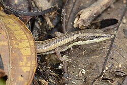 Anadia rhombifera 19374801.jpg