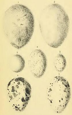 Aplonis fuscus eggs.jpg