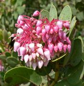 Arctostaphylos pringlei ssp drupacea 3.jpg