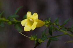 Aureolaria levigata, Appalachian Oak-Leech.jpg