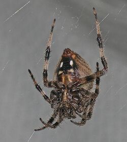 BarnSpider.jpg