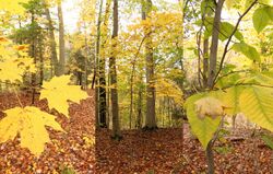 Beech-maple forest with details of leaves.jpg