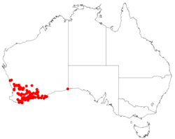 Billardiera coriacea Dist Map3.png