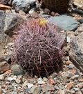 Biznaga Barrel Cactus Ferocactus johnstonianus (25291273487).jpg