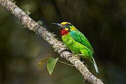 Black-banded Barbet 0A2A0973.jpg