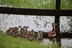 Black Bellied Whistling Ducklings.jpg