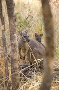 Gray kangaroos