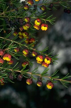 Boronia megastigma flowers.jpg