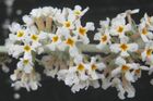 Buddleja fallowiana var. alba flowers.jpg