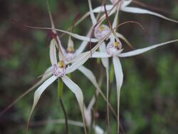 Caladenia incensum.jpg