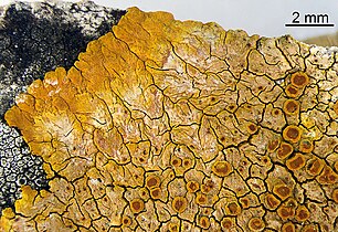brownish-orange crust-like growth on a rock, with some darker-shaded circular discs present on the crust surface