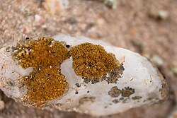 Caloplaca namibensis-1369 - Flickr - Ragnhild & Neil Crawford.jpg
