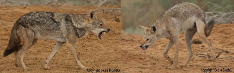 File:Canis anthus threat postures.png